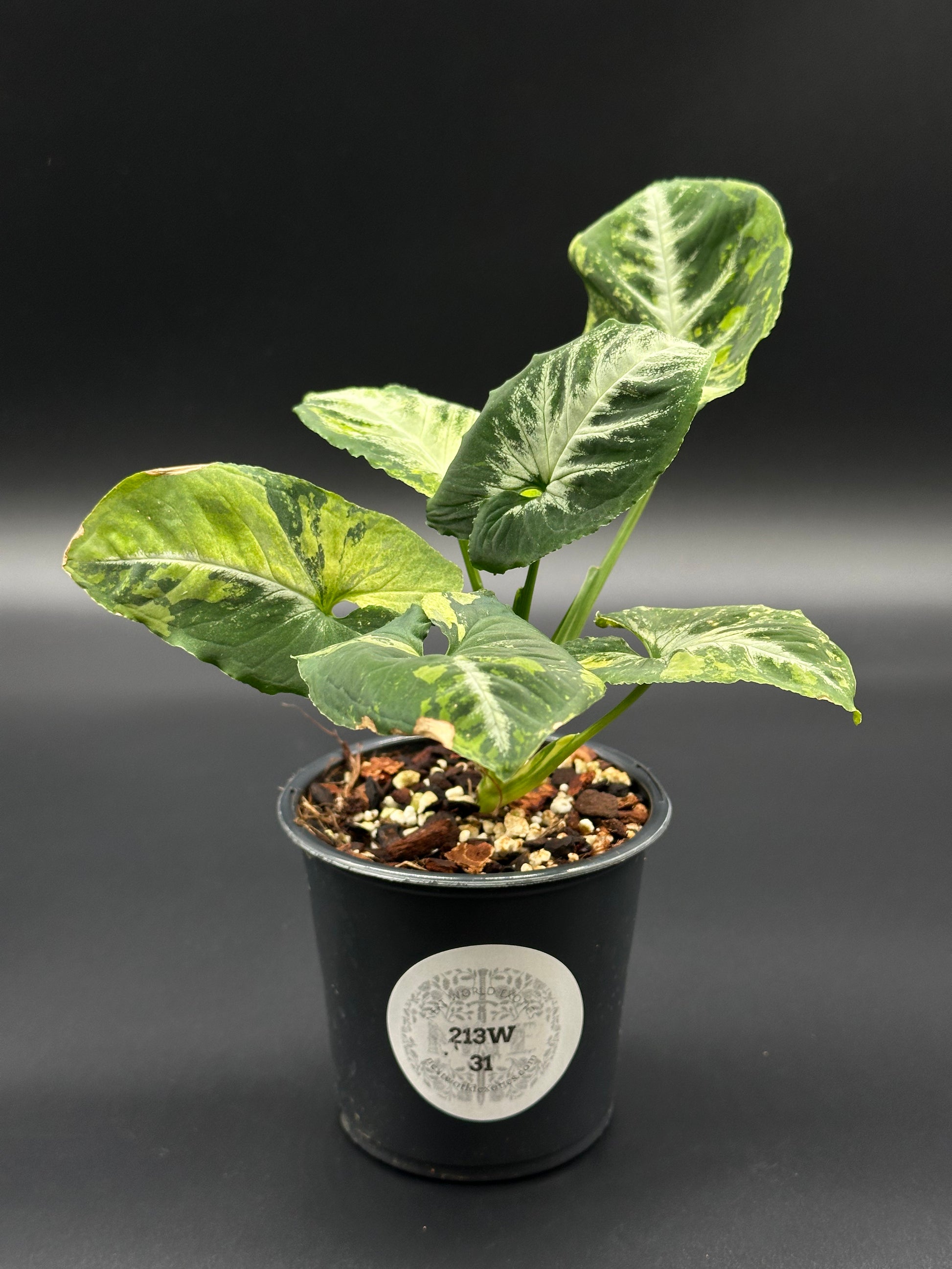 anthurium wendlandii Syngonium Wendlandii 'Scrambled Eggs' Variegated (213W31)