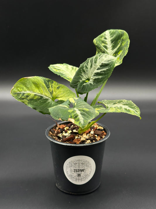 Syngonium Wendlandii 'Scrambled Eggs' Variegated (213W31) in a 4-inch pot with distinct leaf variegation, showcasing close-up details of its lush foliage.