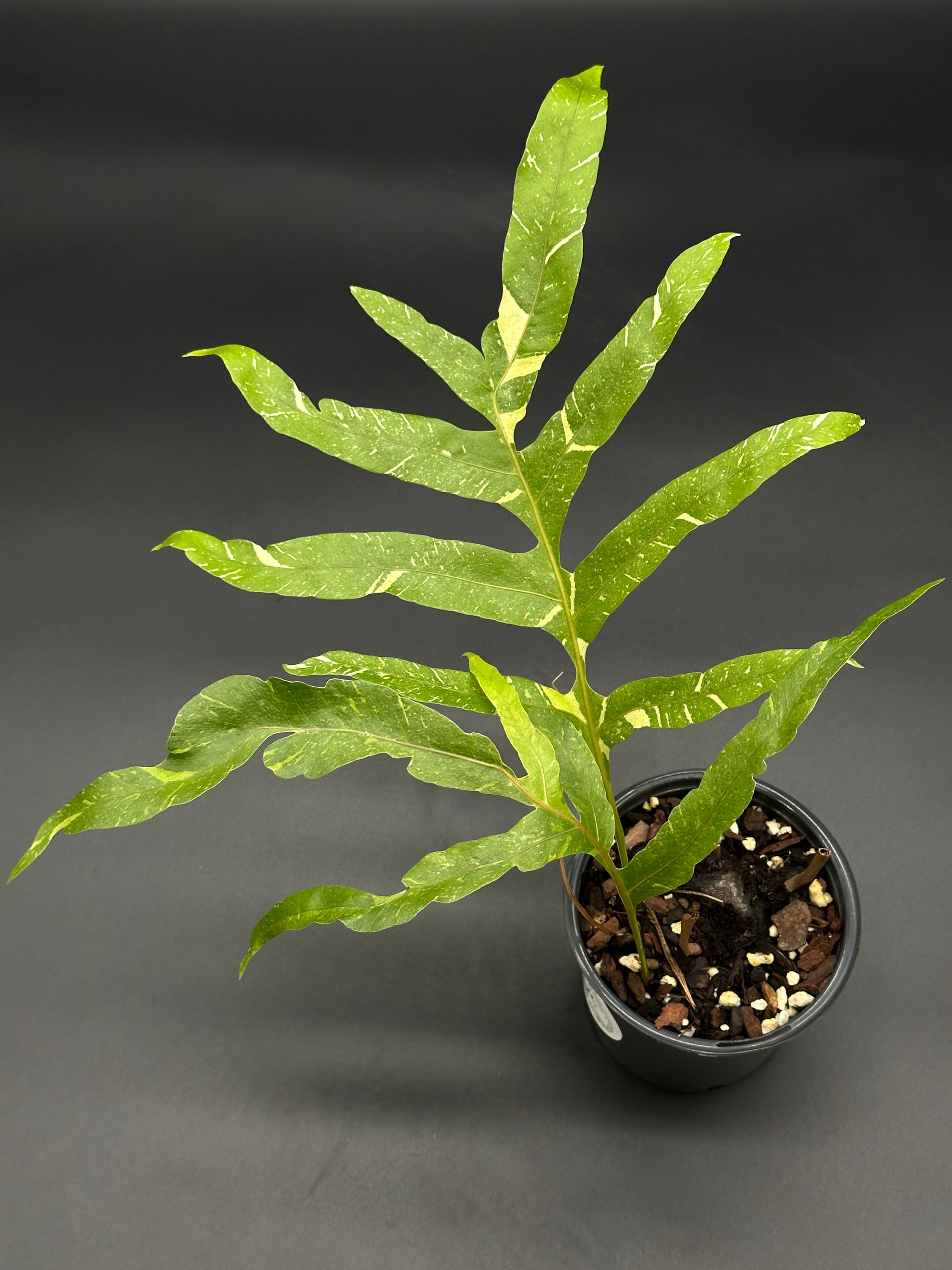 variegated_oak_leaf_fern_dryna