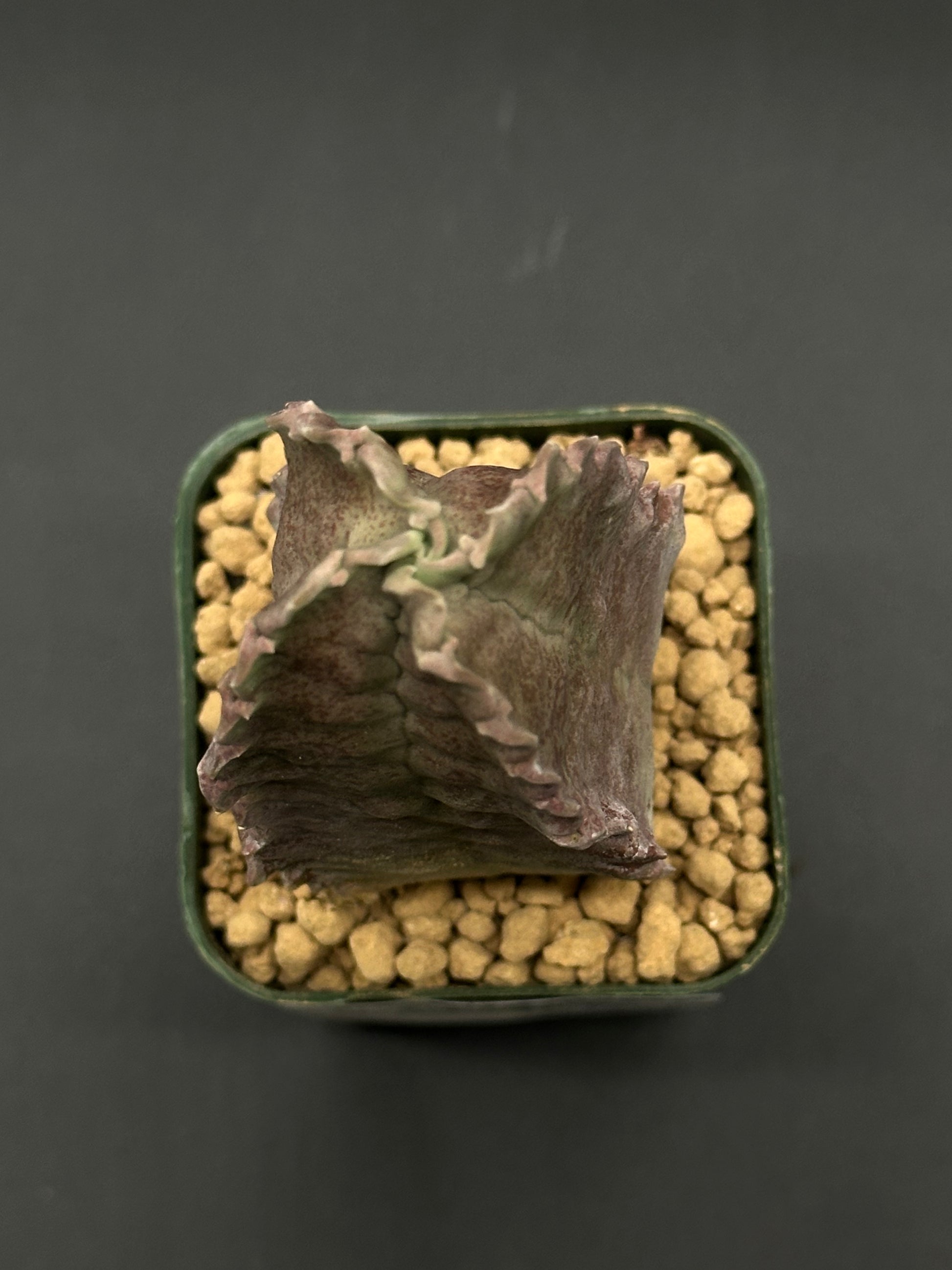Whitesloanea Crassa in a 2.5-inch pot, showcasing its unique succulent form. Perfect for collectors seeking rare exotic houseplants from Next World Exotics.