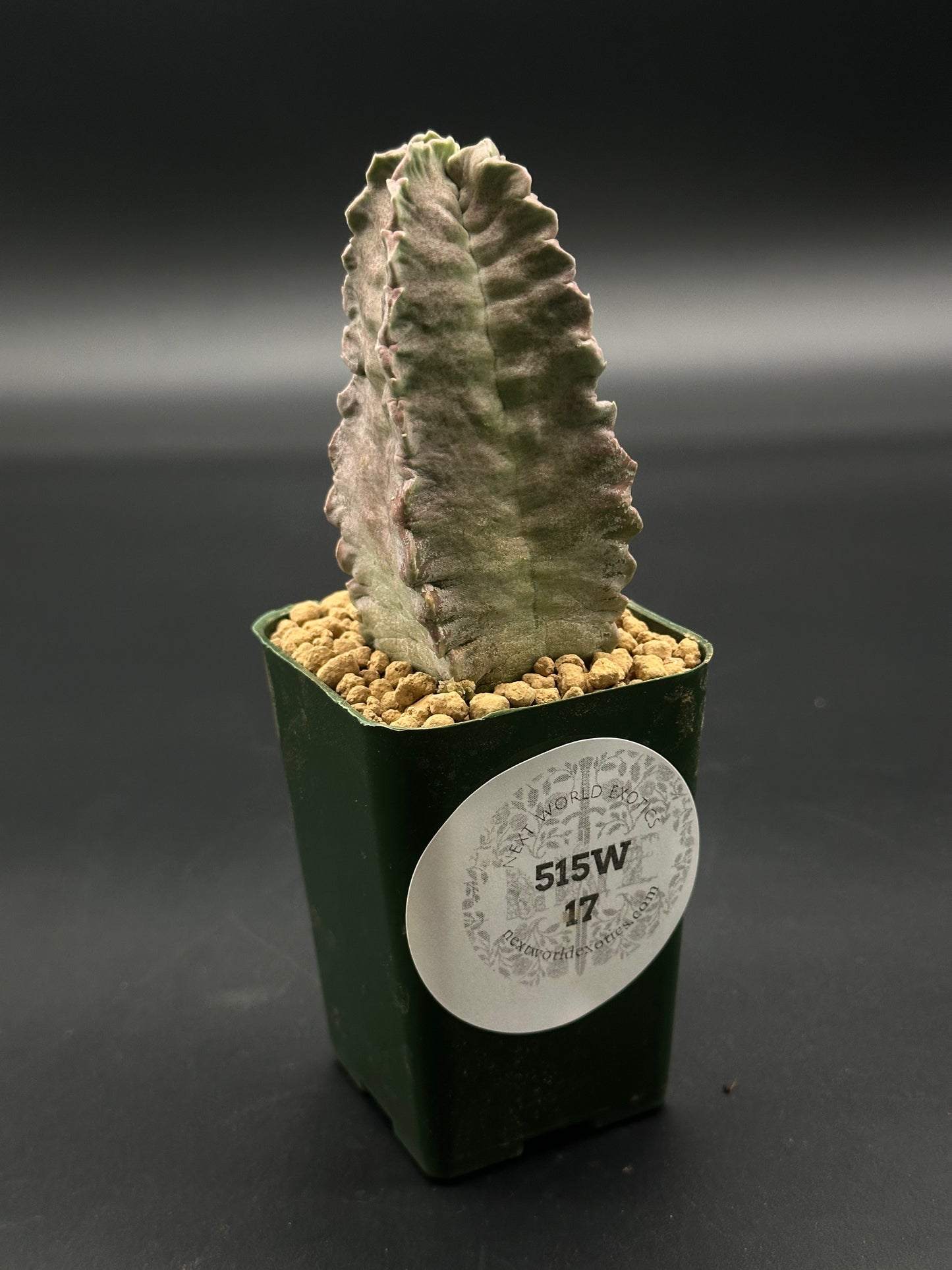 Whitesloanea Crassa (515W17) in a 2.5-inch pot, showcasing its unique succulent form, offered by Next World Exotics for rare plant enthusiasts.