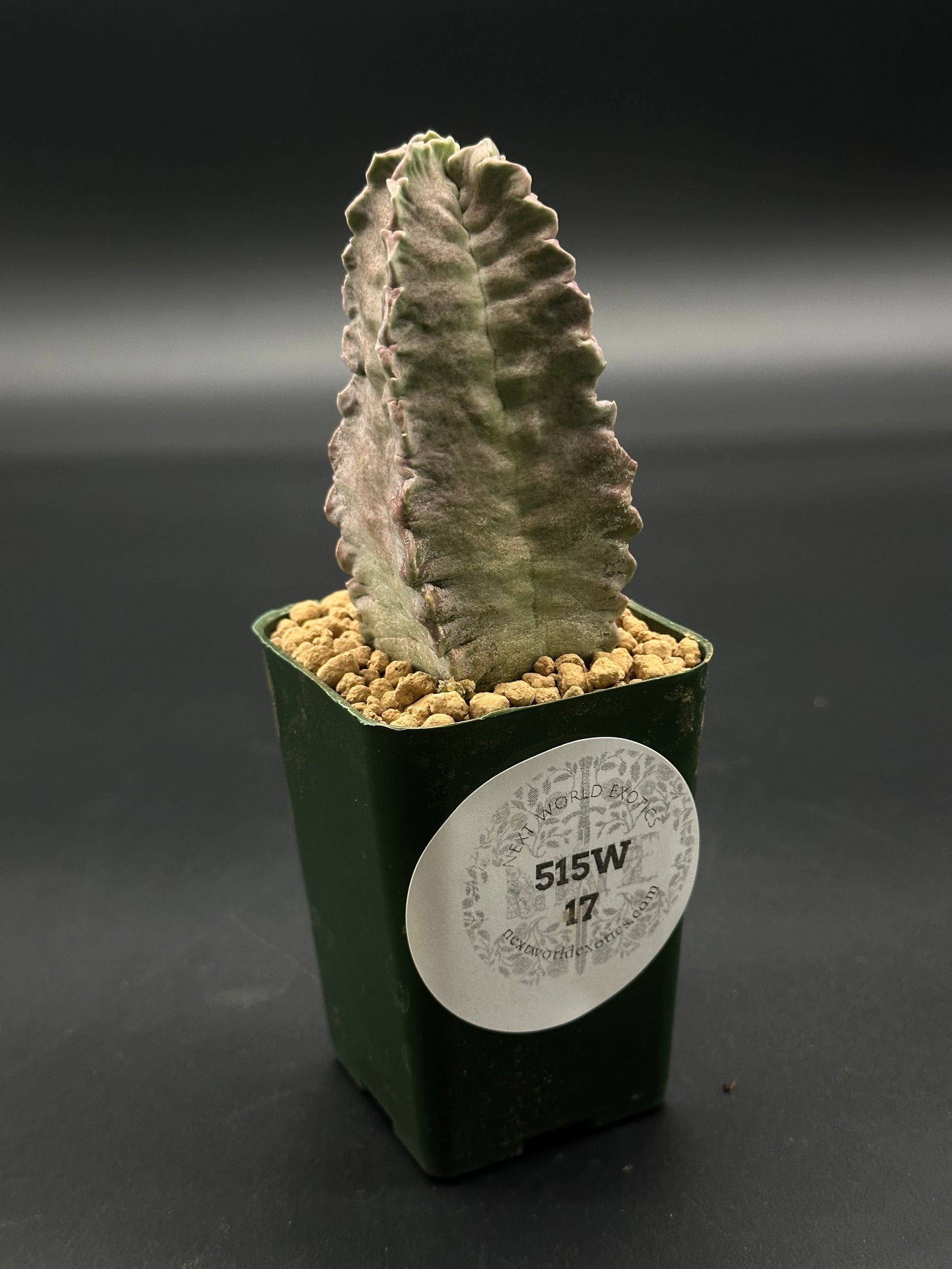 Whitesloanea Crassa (515W17) in a 2.5-inch pot, showcasing its unique succulent form, offered by Next World Exotics for rare plant enthusiasts.