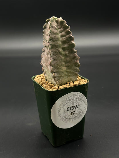 Whitesloanea Crassa (515W17) in a 2.5-inch pot, showcasing its unique succulent form, offered by Next World Exotics for rare plant enthusiasts.