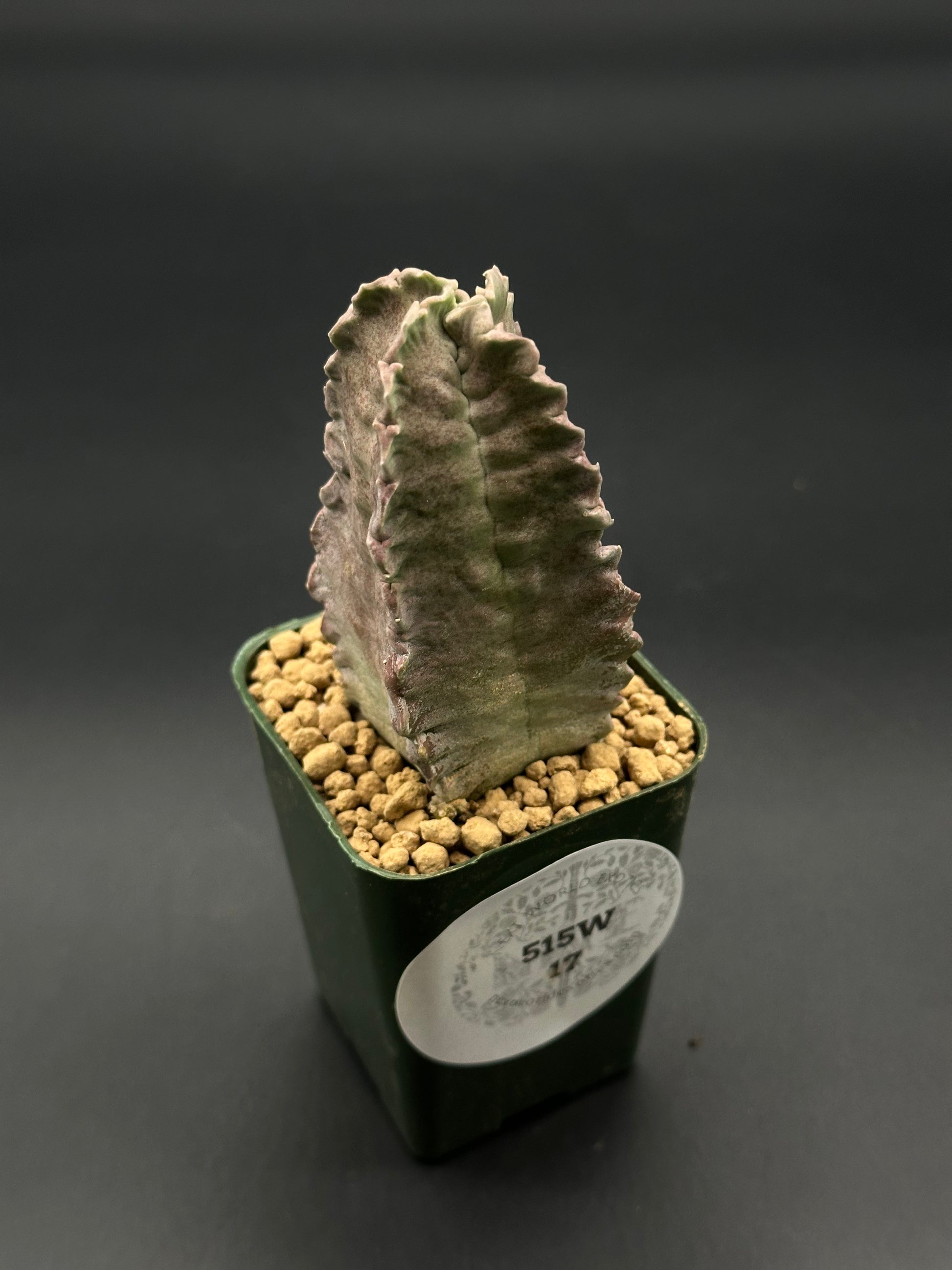 Whitesloanea Crassa (515W17) in a 2.5-inch pot, showcasing its unique, rare succulent form, perfect for exotic houseplant enthusiasts and collectors.