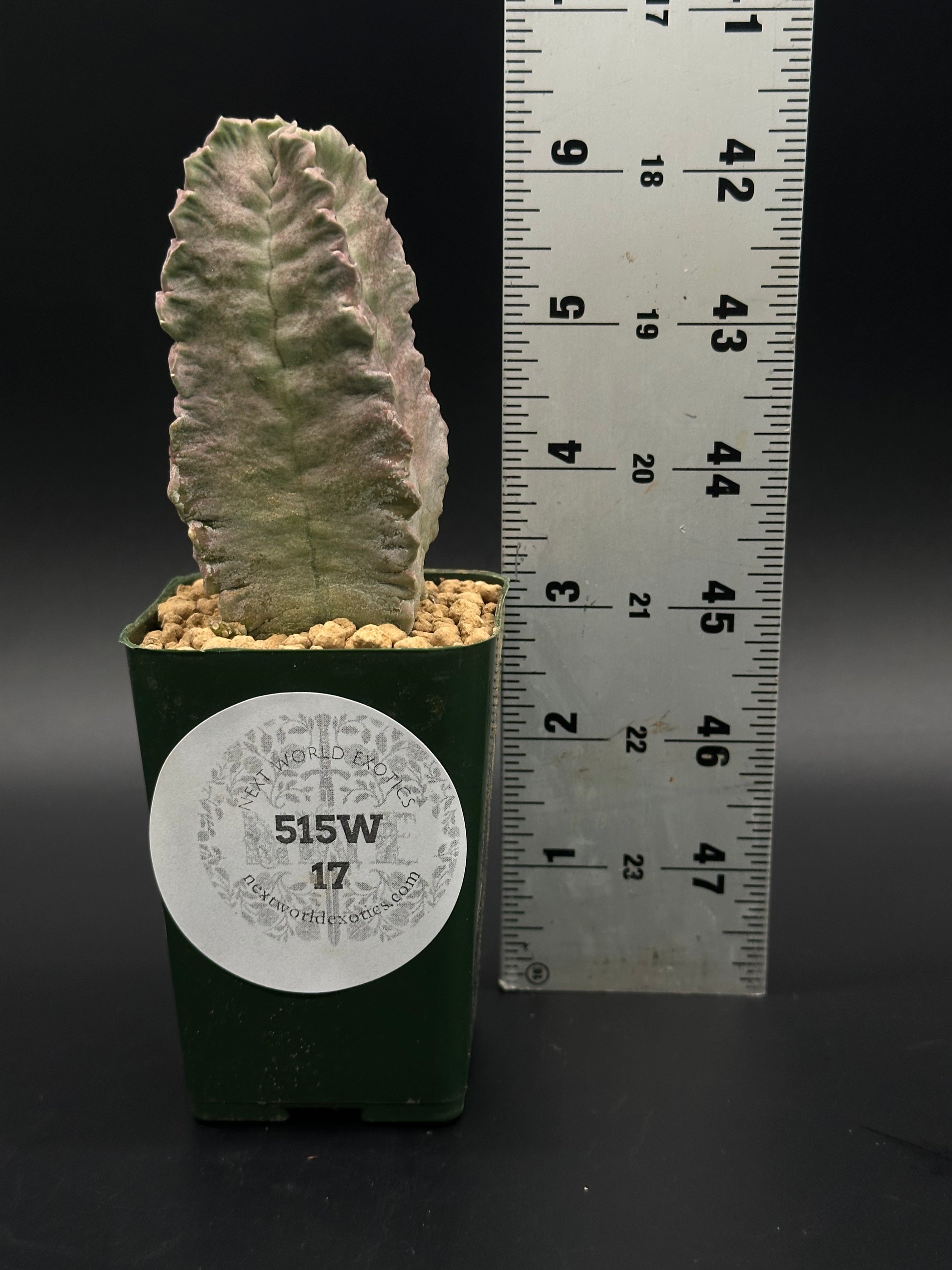 Whitesloanea Crassa (515W17) in a 2.5-inch pot, showcasing its unique succulent form, ideal for exotic houseplant enthusiasts.