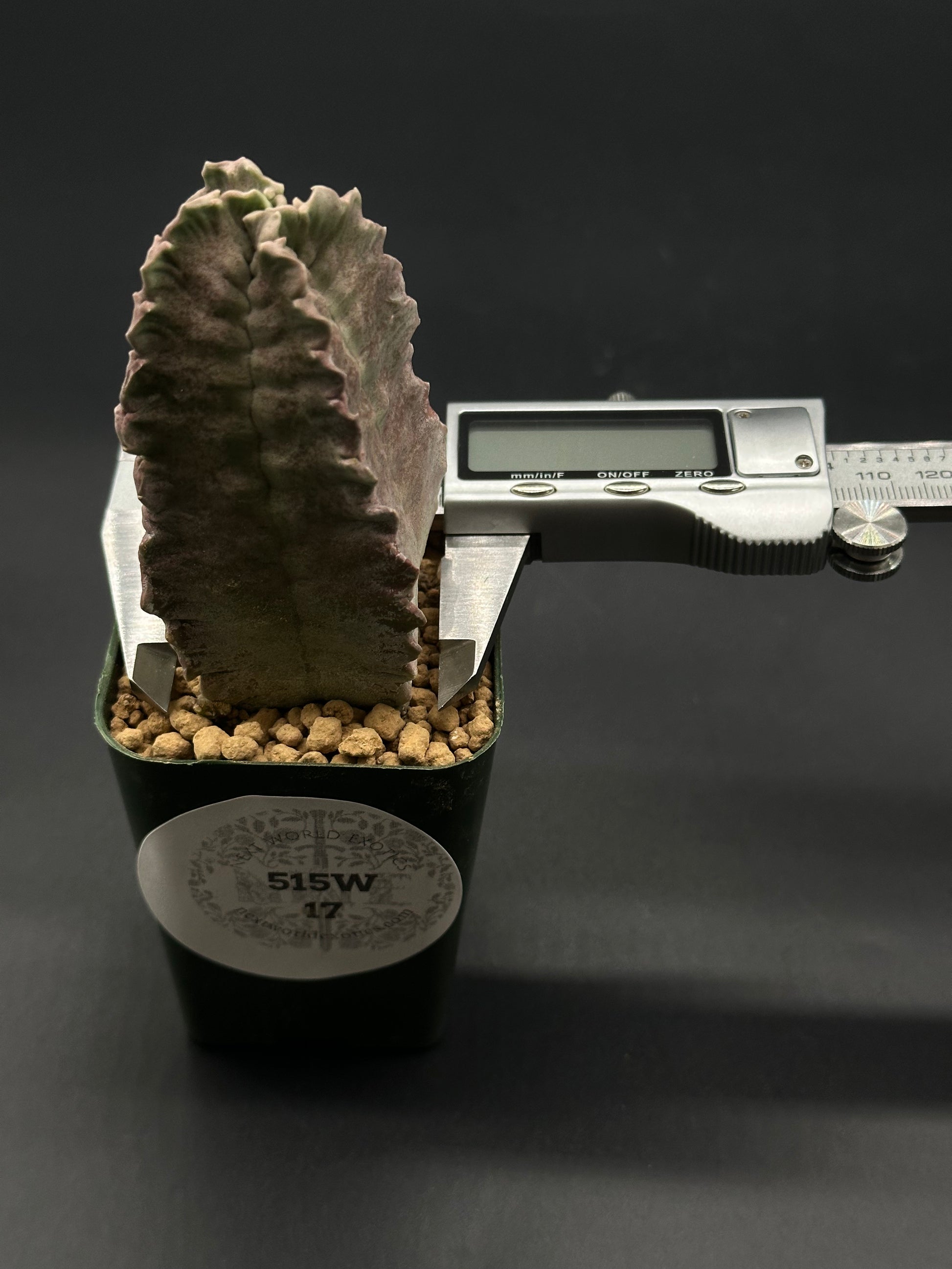 Whitesloanea Crassa (515W17) in a 2.5-inch pot, showcasing its unique succulent form, part of Next World Exotics' rare plant collection.