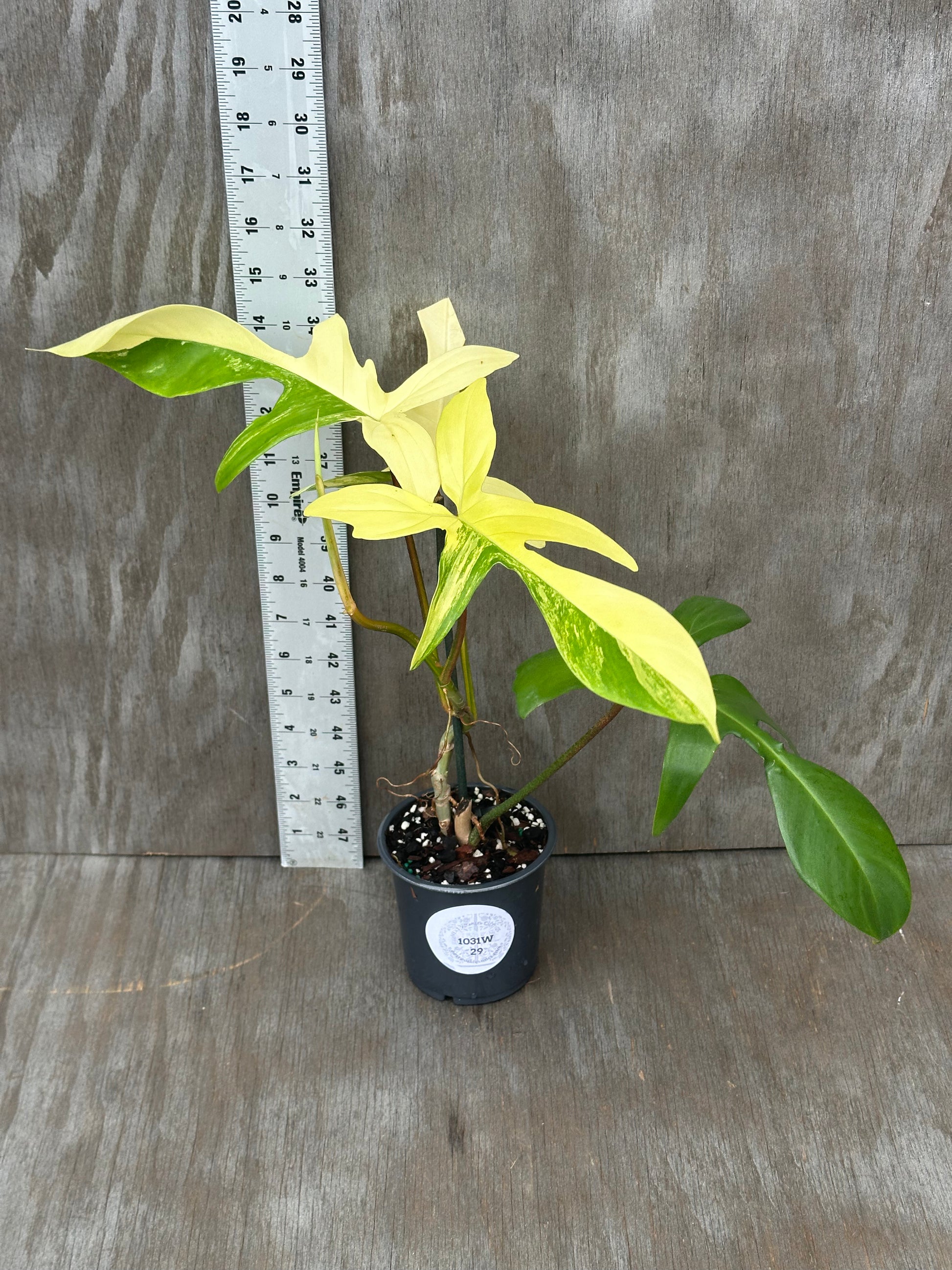 Philodendron 'Florida Beauty' Variegated in a 4-inch pot, featuring lush leaves beside a ruler for scale, available at Next World Exotics.