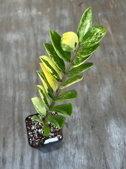 Zamioculcas Zamifolia "ZZ" Aurea Variegated