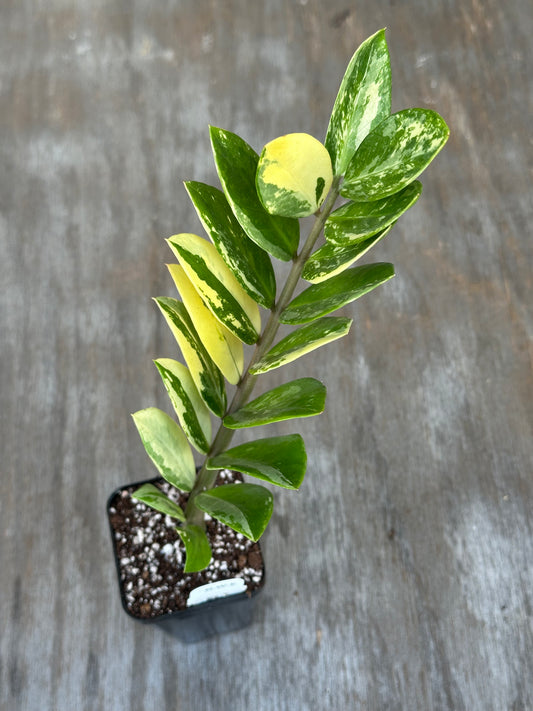 Zamioculcas Zamifolia "ZZ" Aurea Variegated