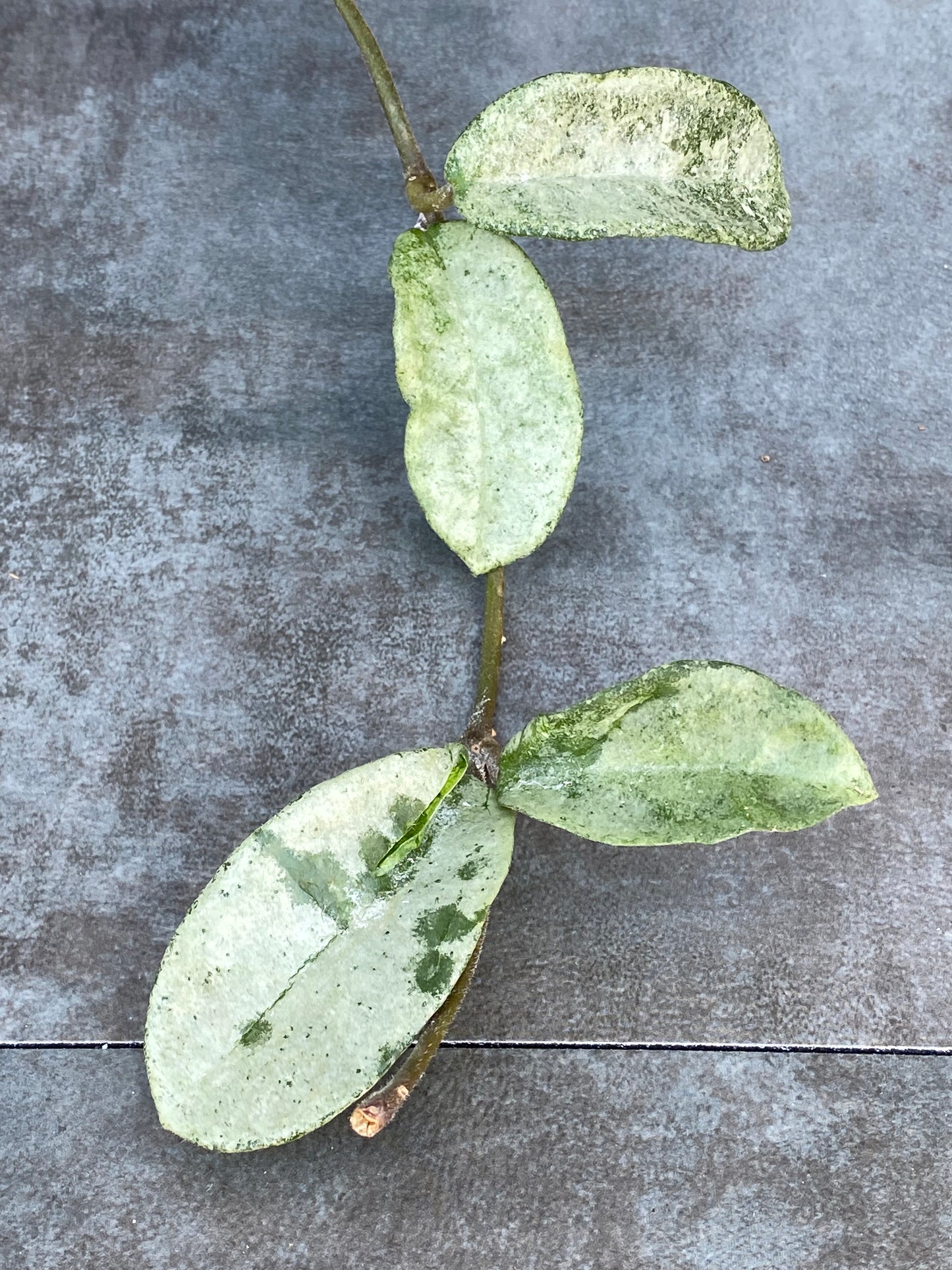 Hoya Grey Ghost - Frosty High Color! Mother Plant!