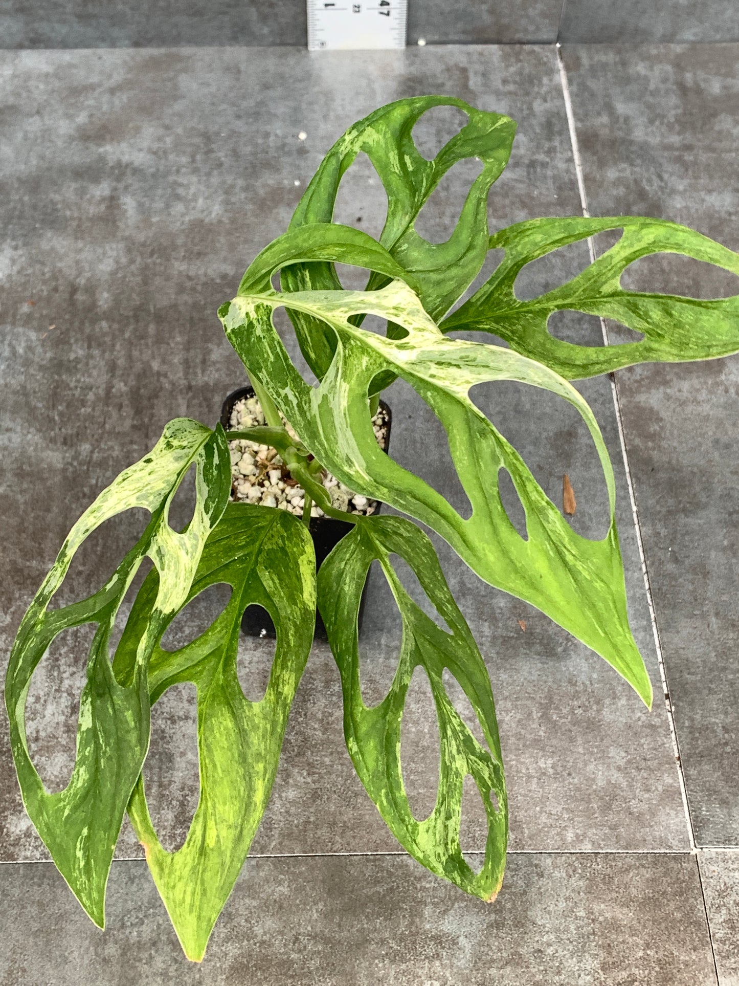 Monstera Adansonii Mint - Crazy Mother Plant!