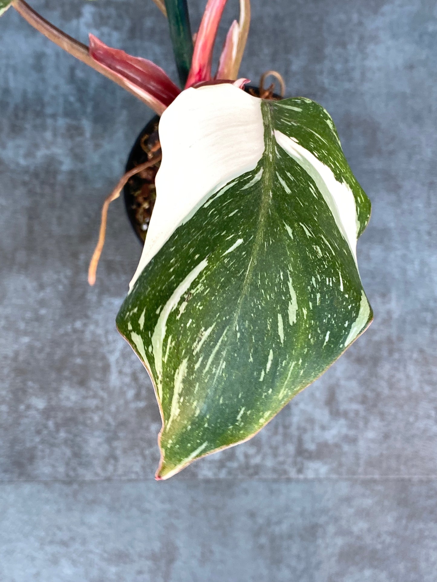 Philodendron White Knight Galaxy