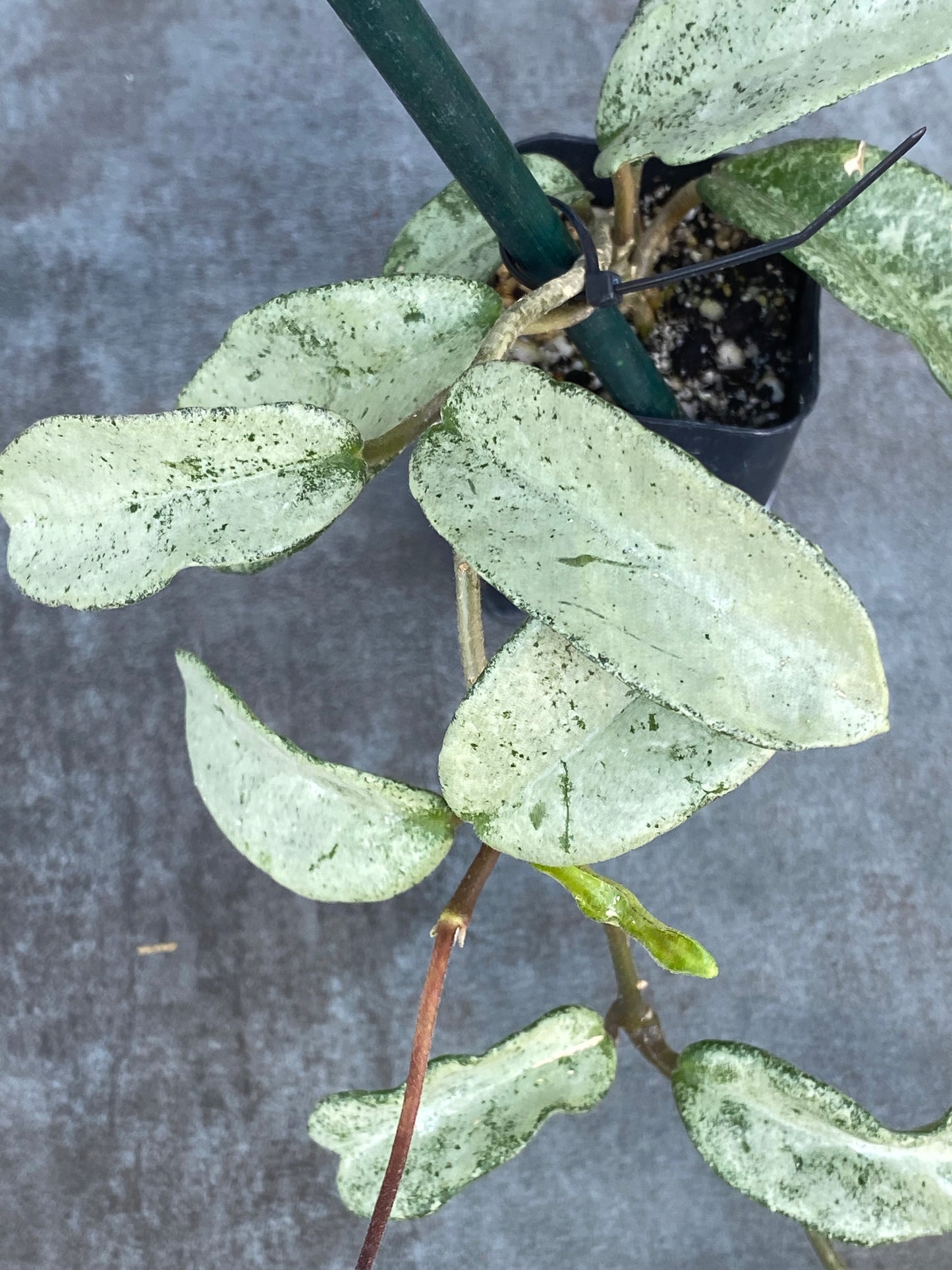 Hoya Grey Ghost - Frosty High Color! Mother Plant!