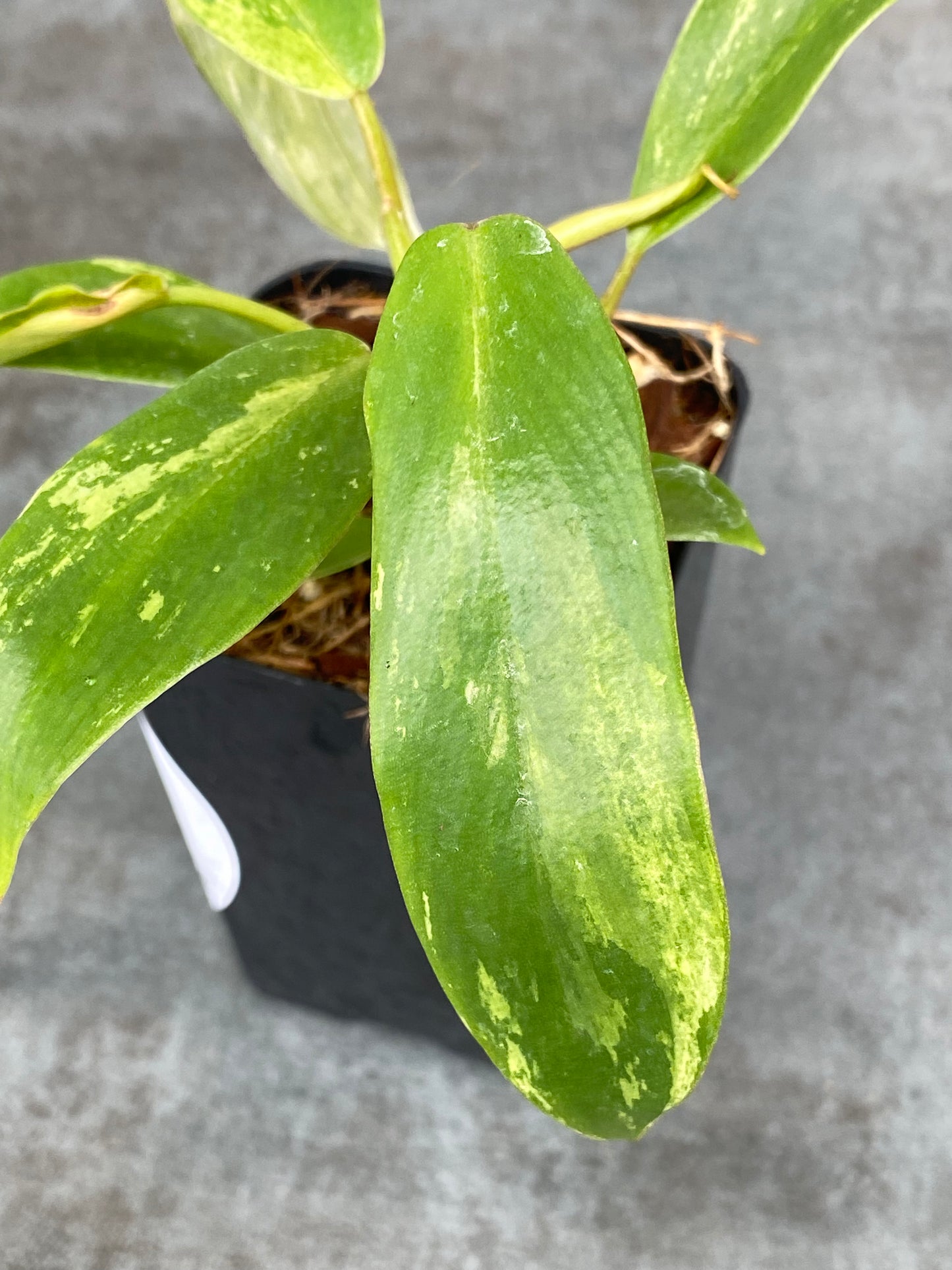 Philodendron Variegated Joepii
