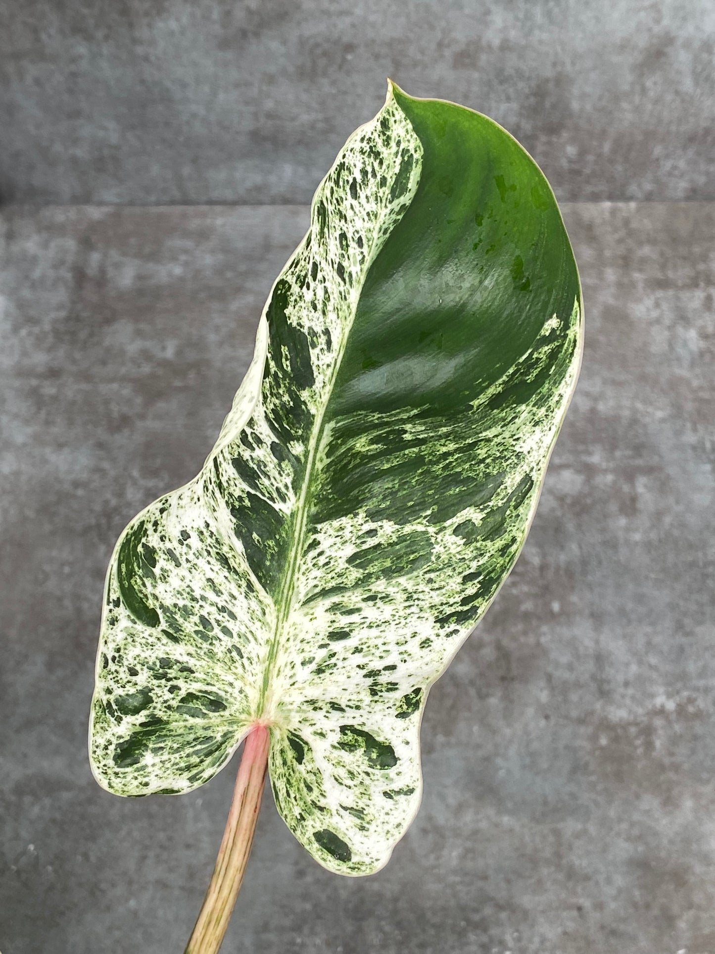 Philodendron Emerald Ice
