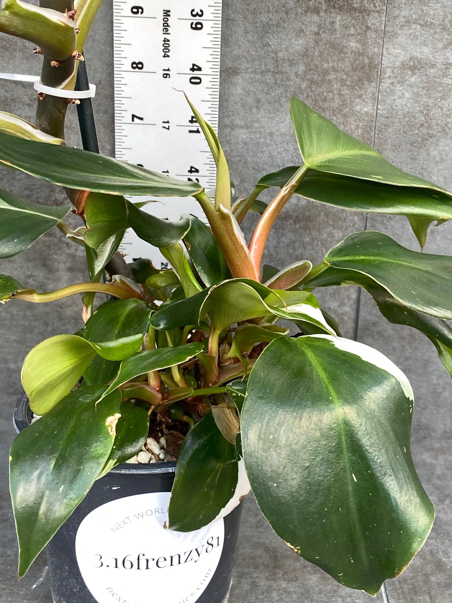 Philodendron Japanese White Knight - Business Starter Mother Plant! Tons of pups!