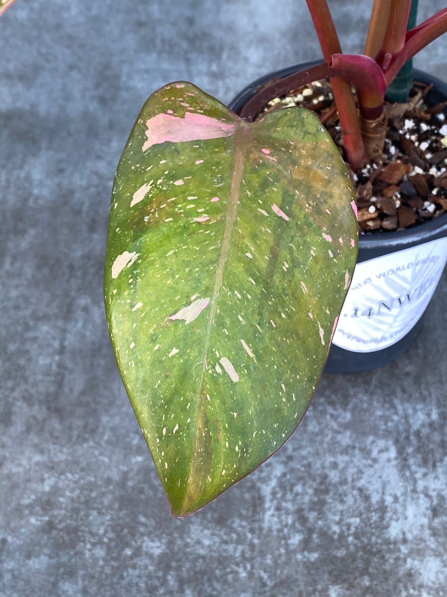 Philodendron Cotton Candy