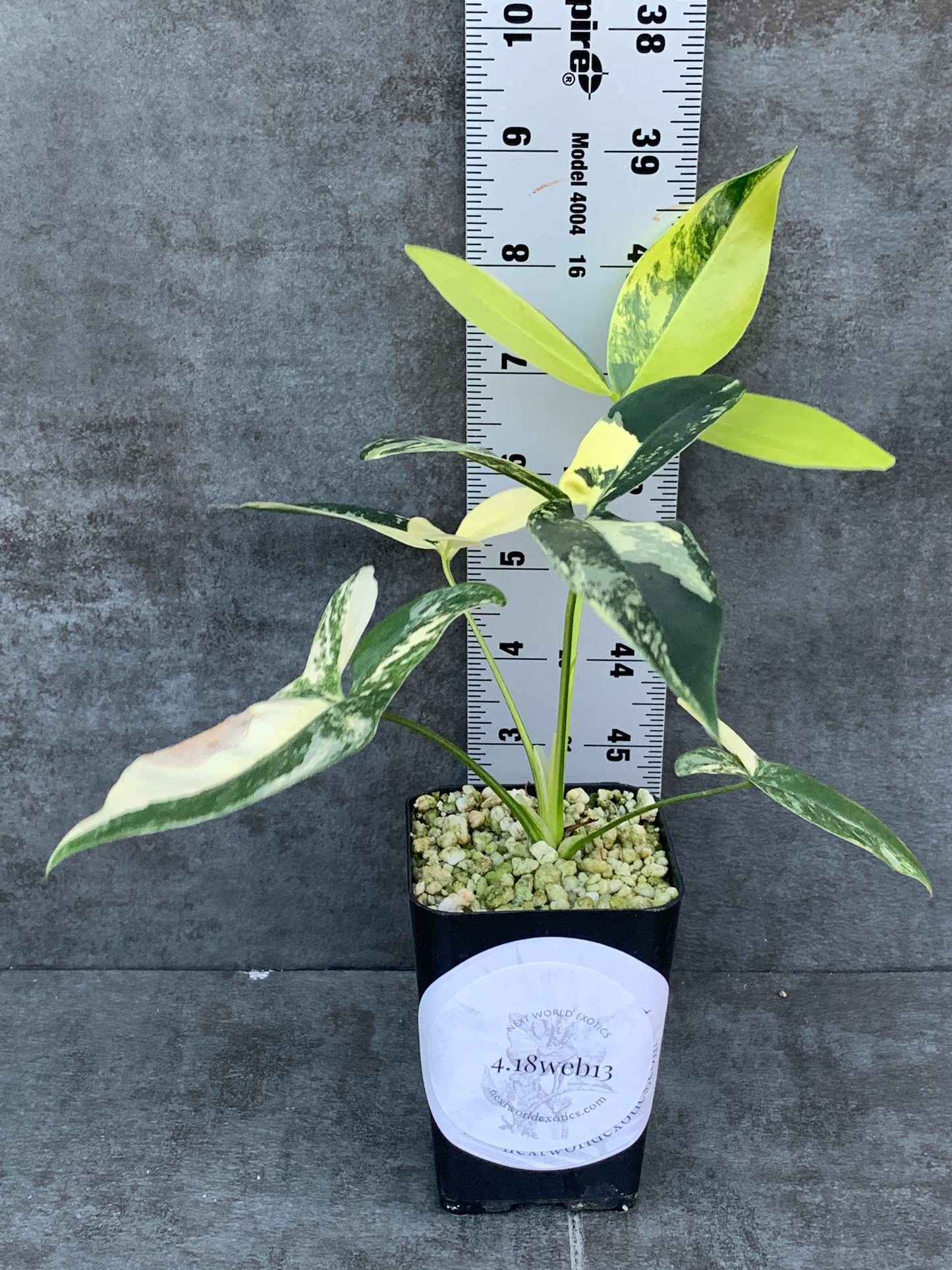 Thaumatophyllum Spruceanum Goeldii