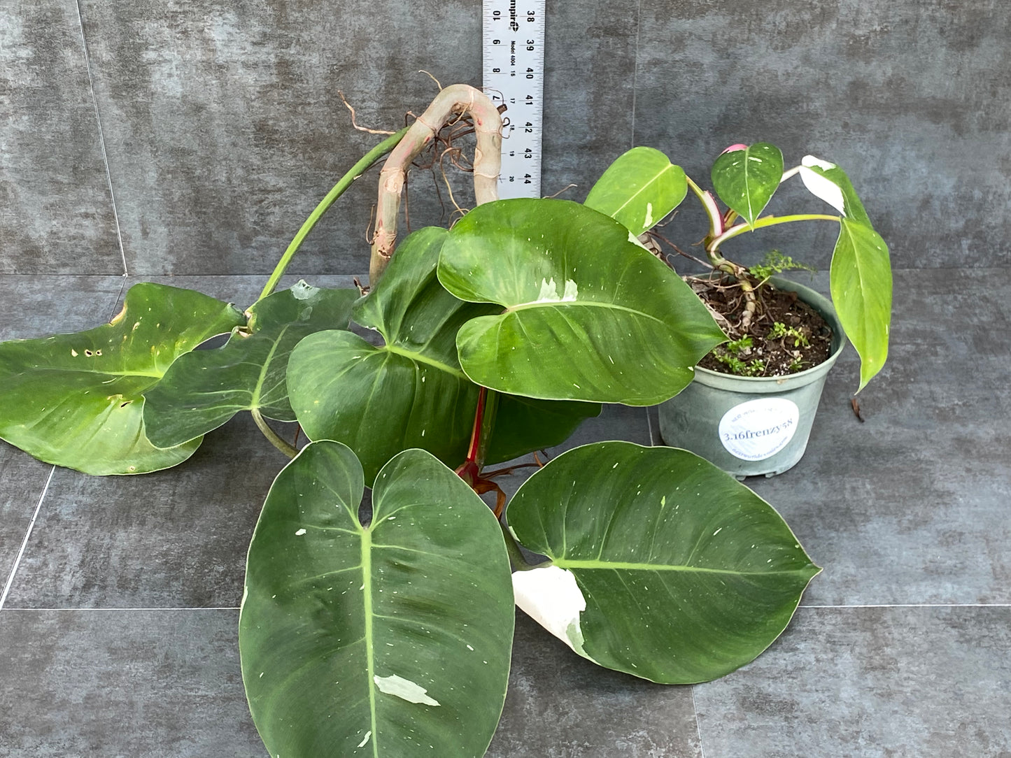 Philodendron White Princess - Drama Mama Mother Plant with Baby Plant with Pink!