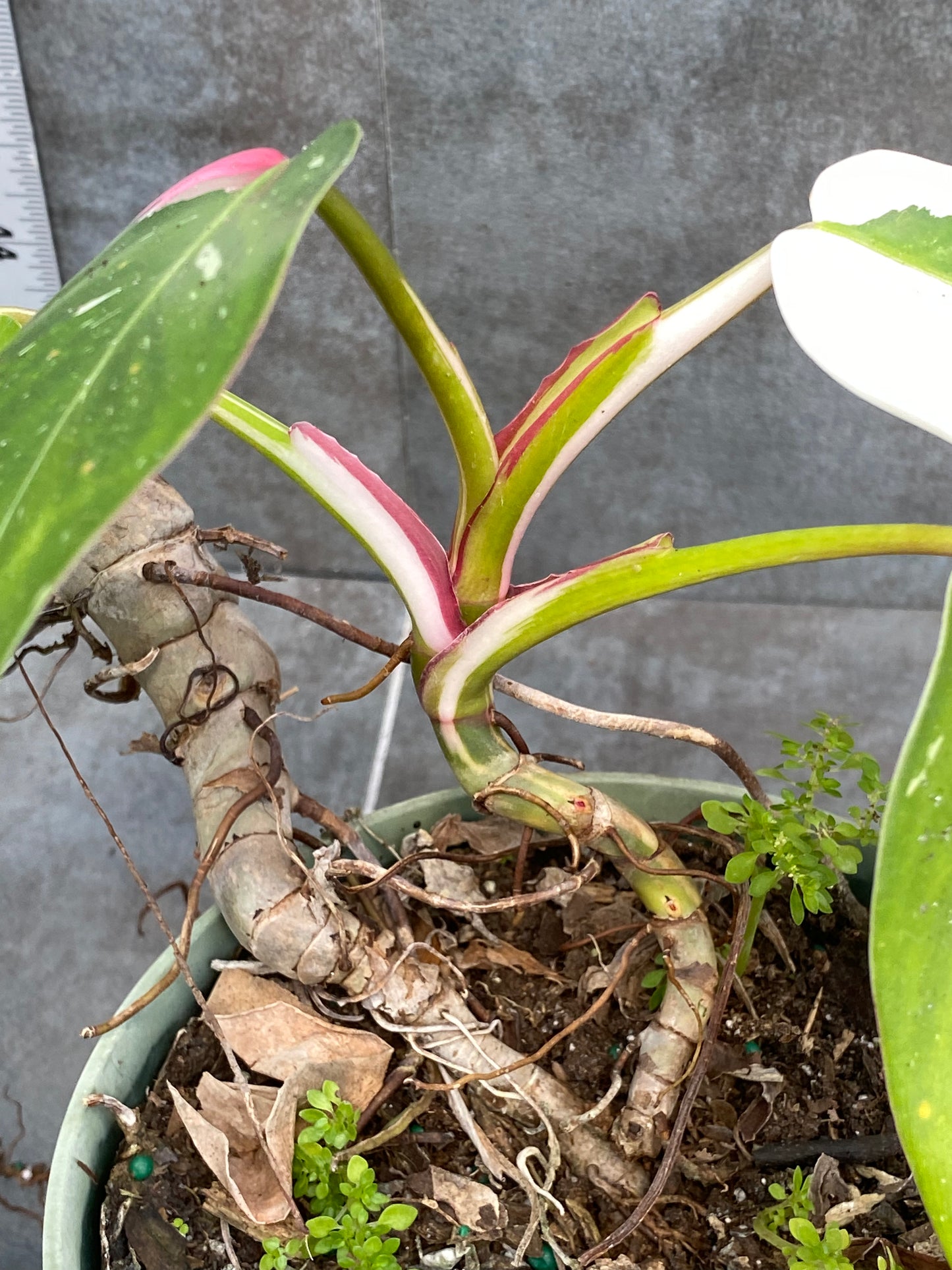 Philodendron White Princess - Drama Mama Mother Plant with Baby Plant with Pink!
