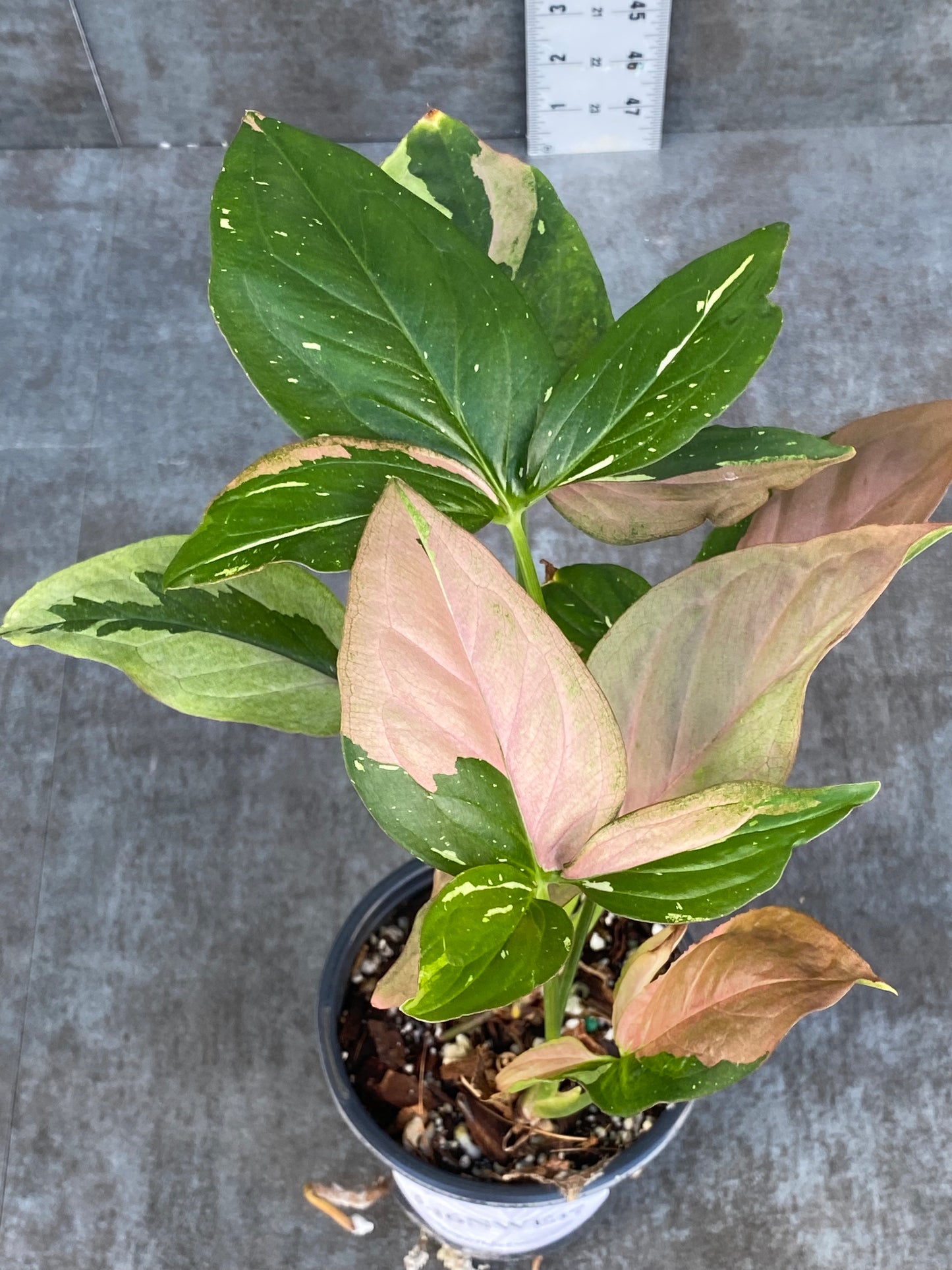 Syngonium Tricolor Red Spot Mother Plant