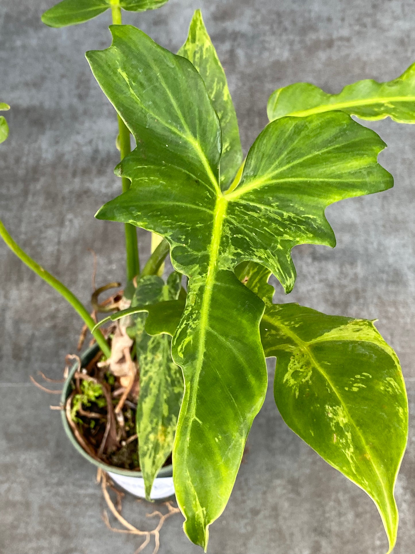 Philodendron Mottled Dragon