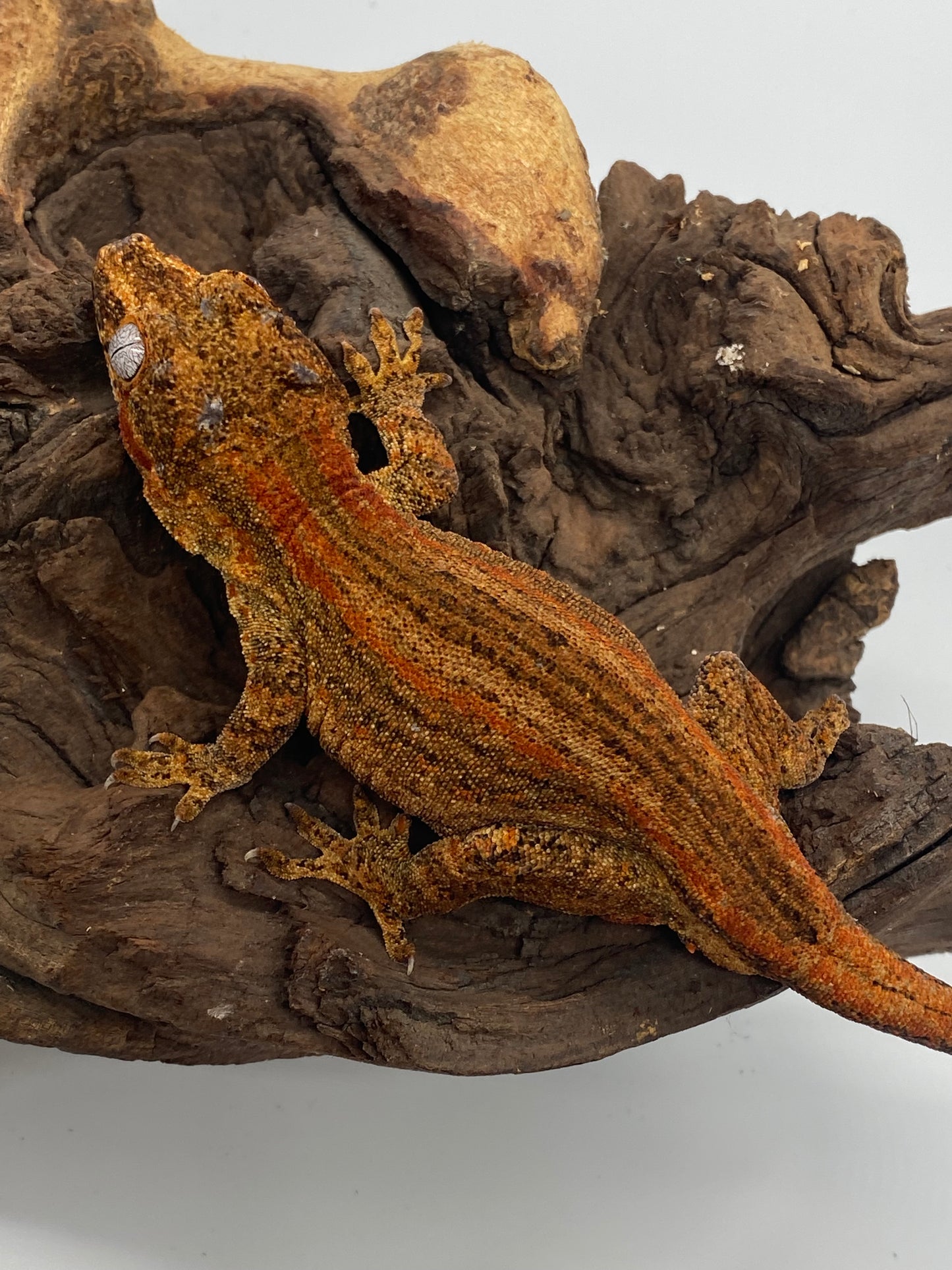1.0 RTB Gargoyle gecko (high red!)