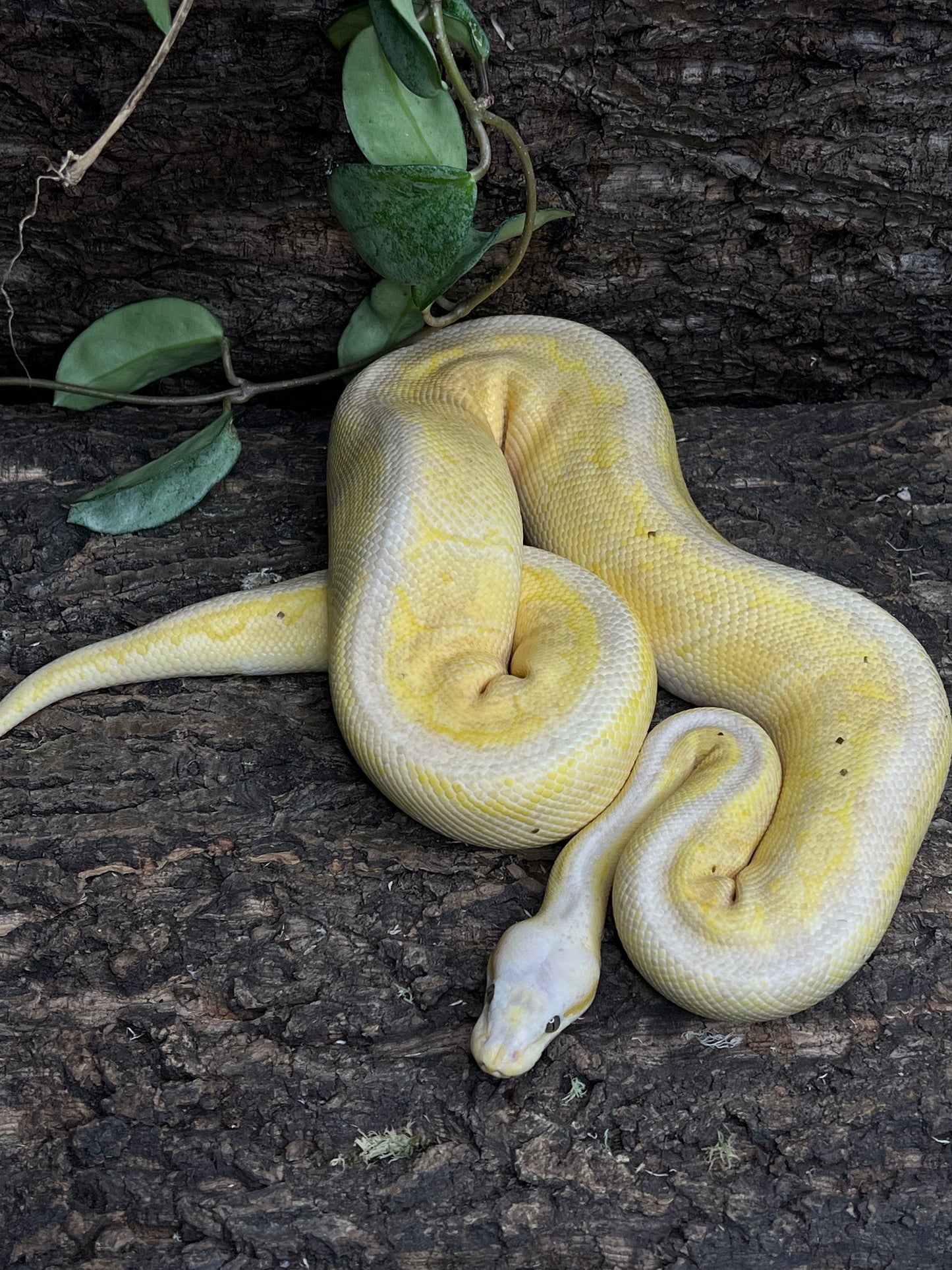Python regius 1.0 Banana Pinstripe