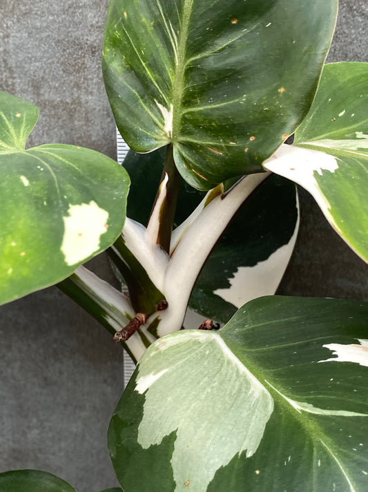 Philodendron Japanese White Knight
