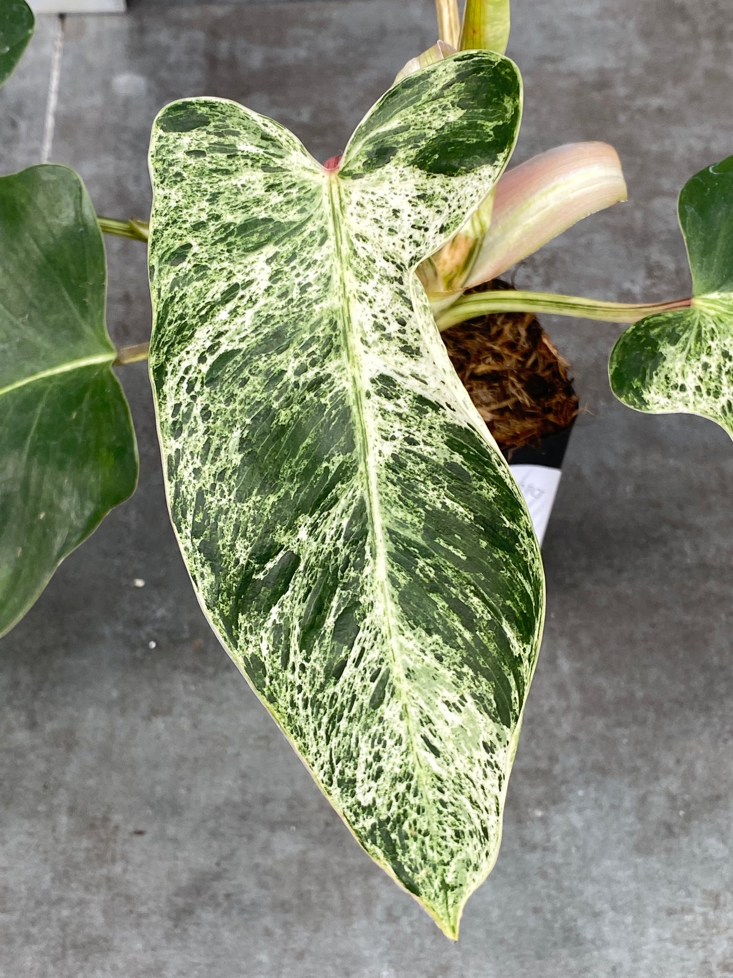 Philodendron Emerald Ice