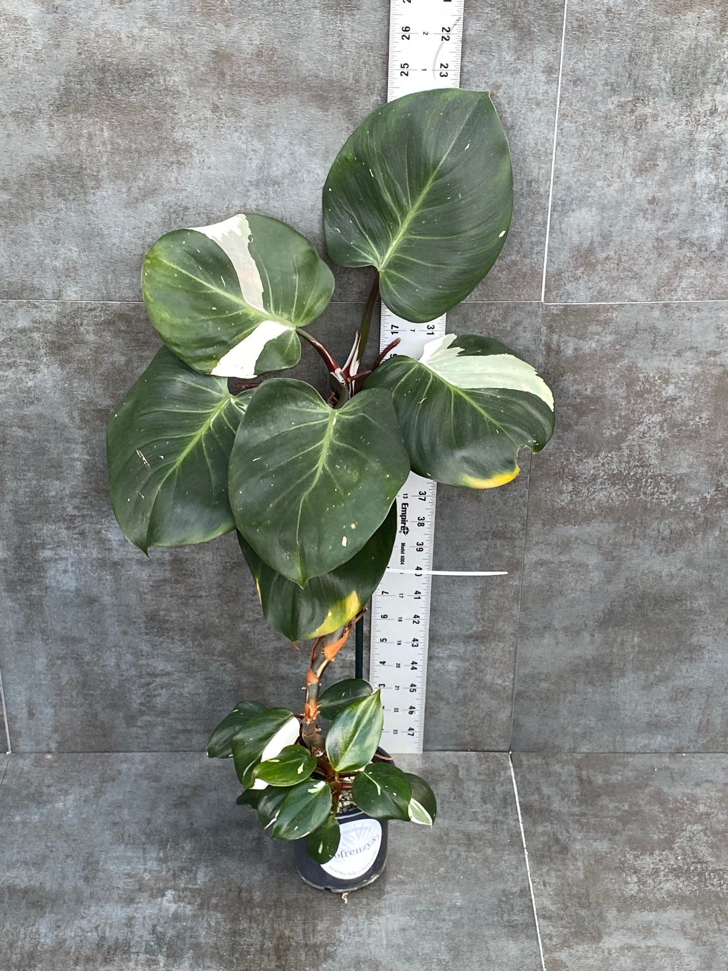 Philodendron Japanese White Knight - Business Starter Mother Plant! Tons of pups!